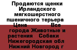 Продаются щенки Ирландского мягкошерстного пшеничного терьера › Цена ­ 30 000 - Все города Животные и растения » Собаки   . Нижегородская обл.,Нижний Новгород г.